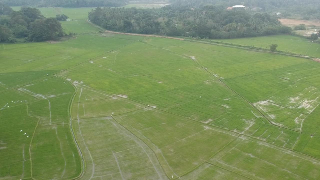 Rice Field View Home Stay Тангалла Экстерьер фото